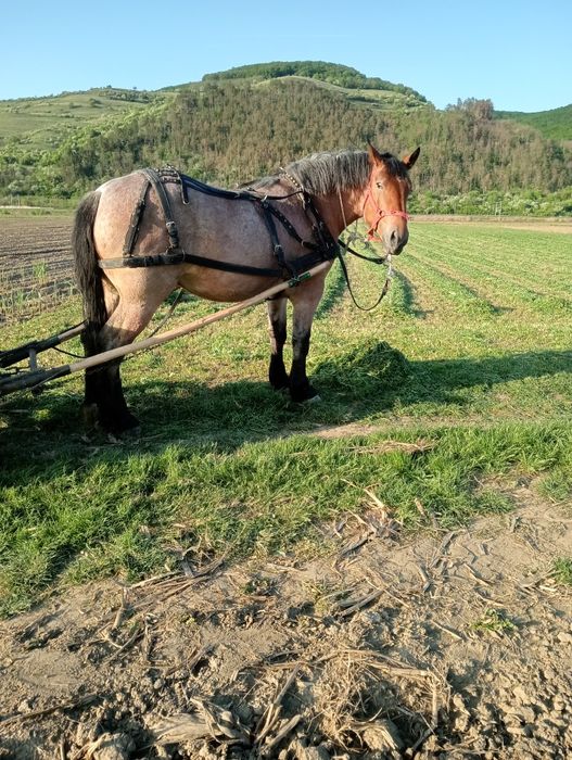 Mânză de  vânzare