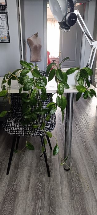 Хойя Карноза 2 горшочка.