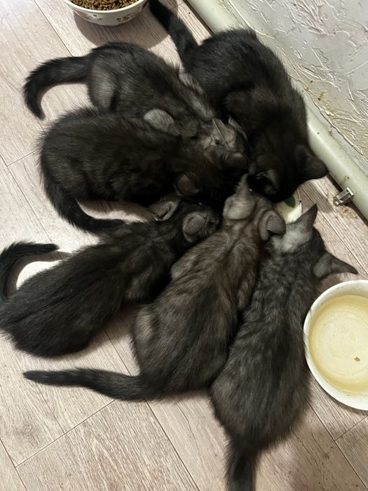 Отдам котят в добрый руки