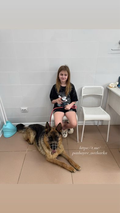 Немецкая овчарка, ВЯЗКА (ищу кабеля, для девочки)
