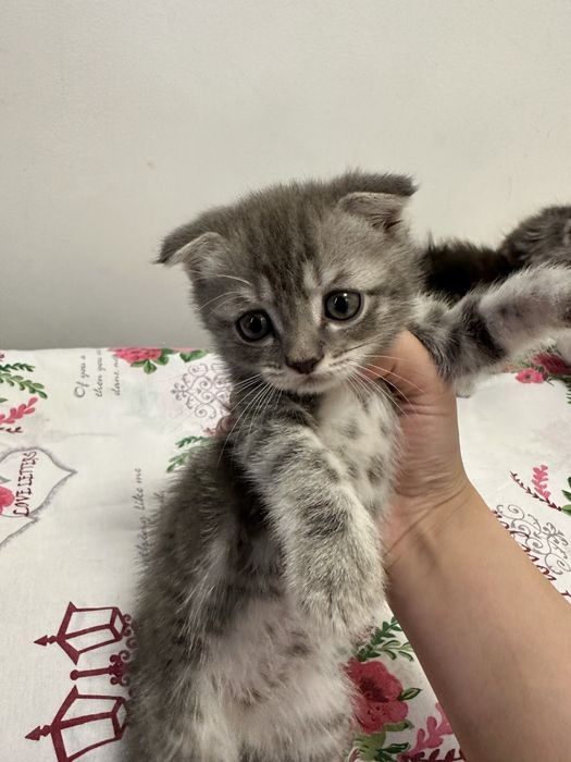 Продаёться кошка