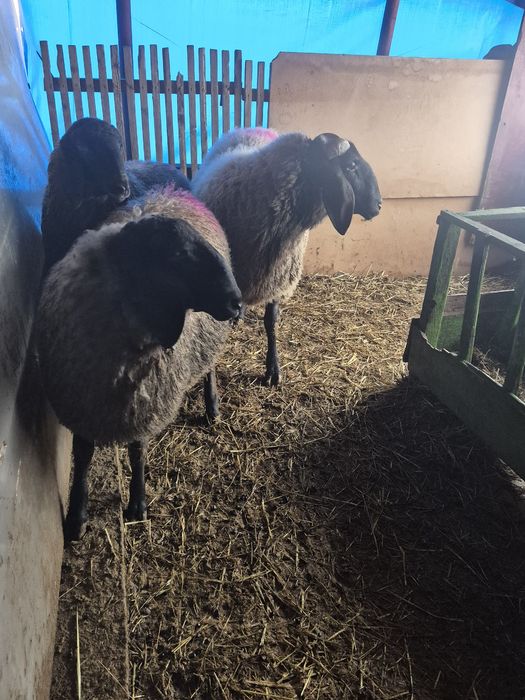 Vând berbeci carabasi sârbești