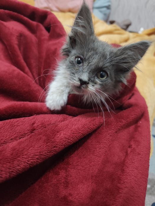 Котёнок бесплатно
