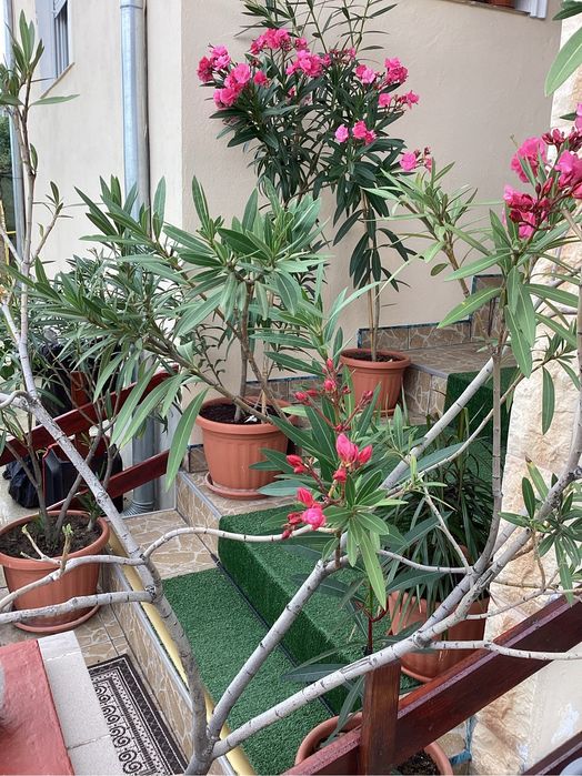 Leandru, leandrii roz, flori multiple, mirositori