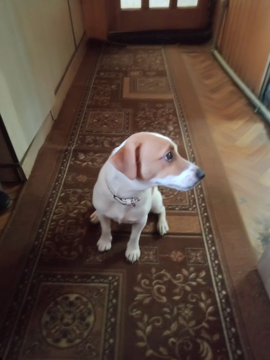 Вязка Джек рассел