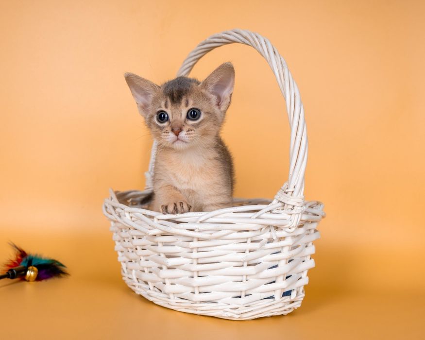 Абиссинские элитные котята