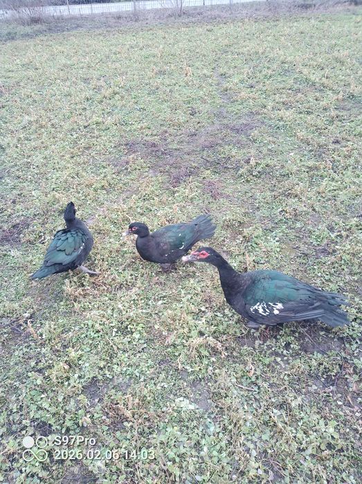 Famili rate mute ciocolatii ,negre salbatic si oua pentru incubat.