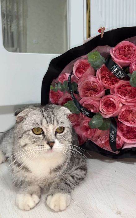 Шотландская веслоухая