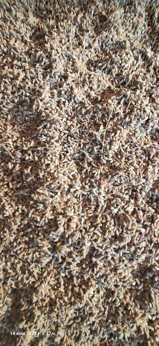 БИО цвят лавандула - без никакви препарати,сух, реколта 2025г.