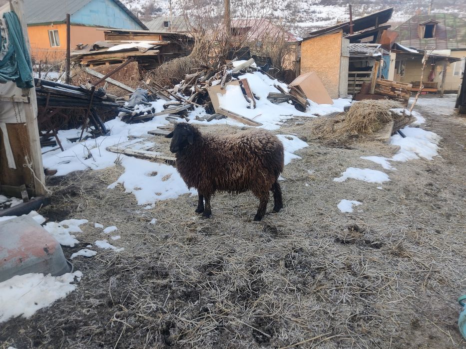 Продам барана кочкар