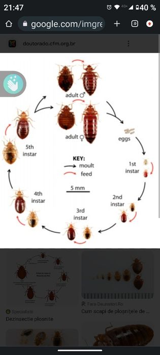 Dezinsecție ploșnițe garanție 100%