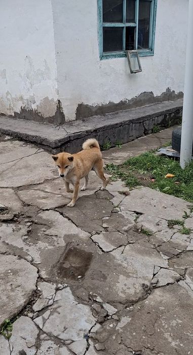 Продам Сиба-ину девочка