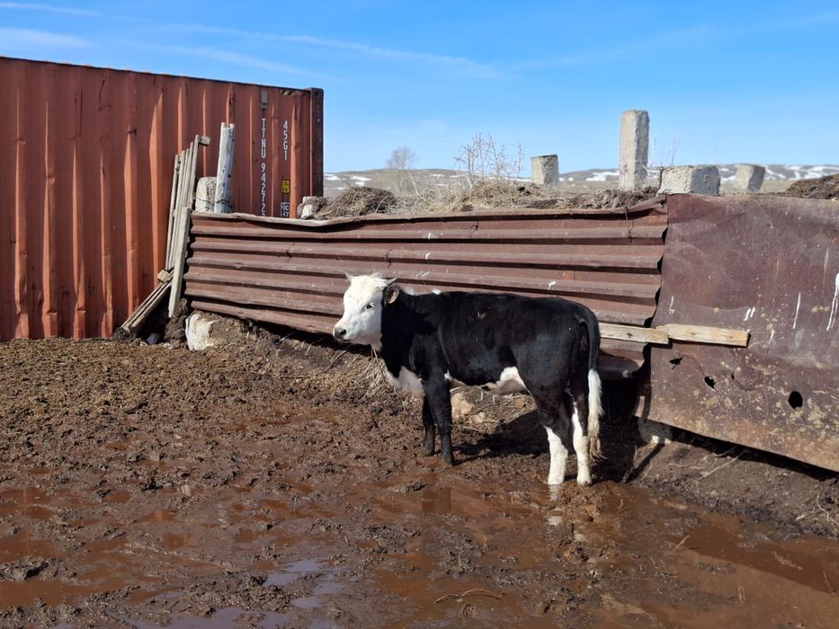 Продаются телочки