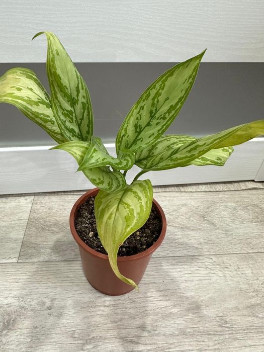 Продаются  цветы