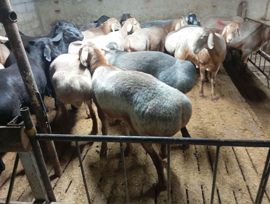Qoʻylar  qurbonlika 1 kg 85.000