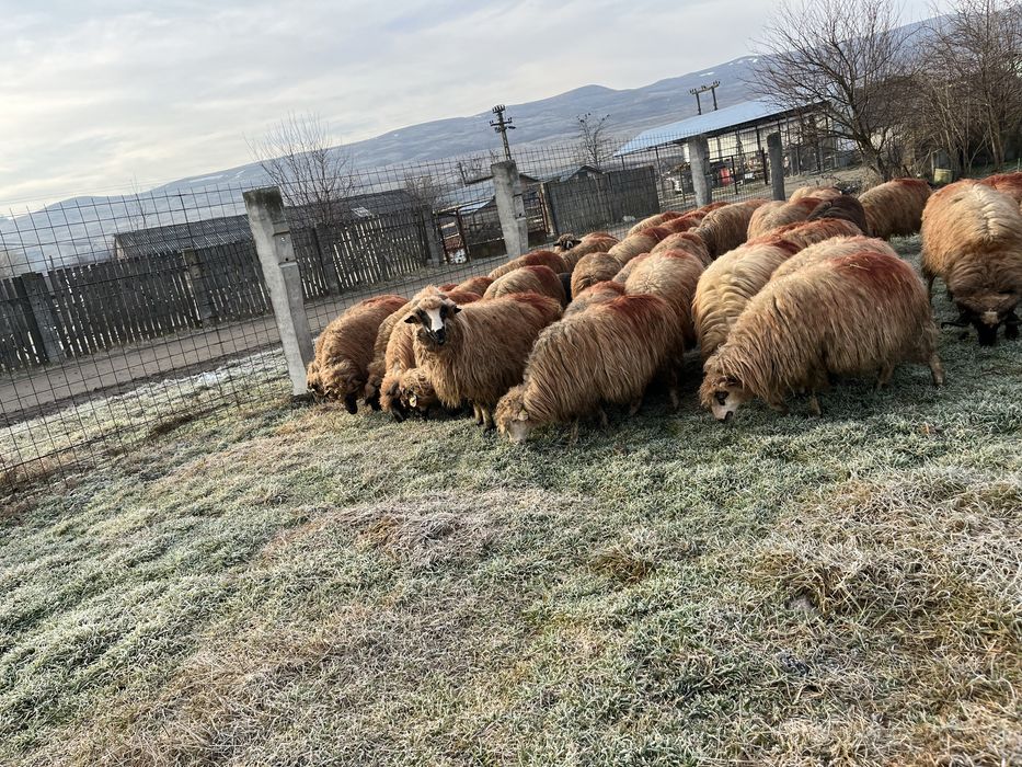 Vand oi tinere genstante