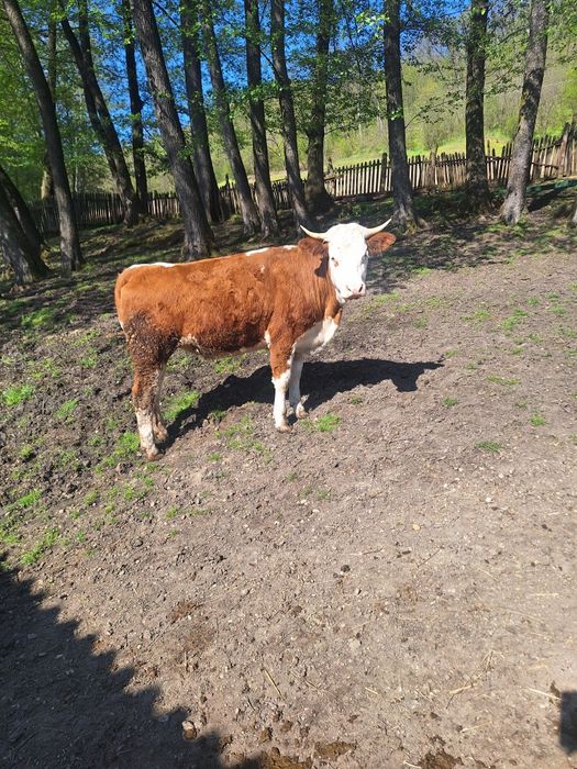 De vanzare baltata romaneasca din mama buna de lapte juninca de prasala nu dau la taiere