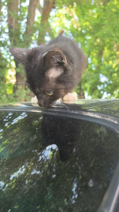 Отдам котёнка в добрые руки