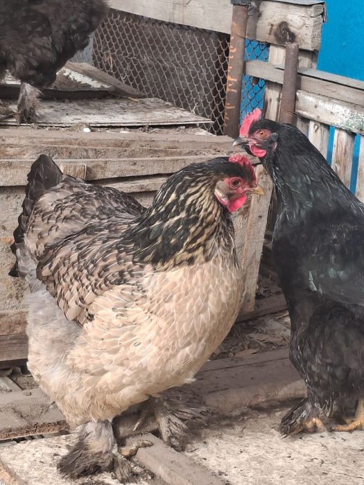 Куры и петухи.                 .