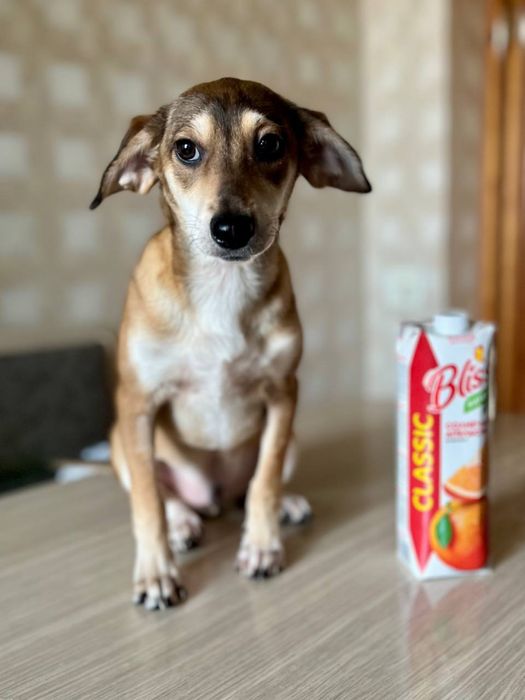 Ищем семью Риччи!