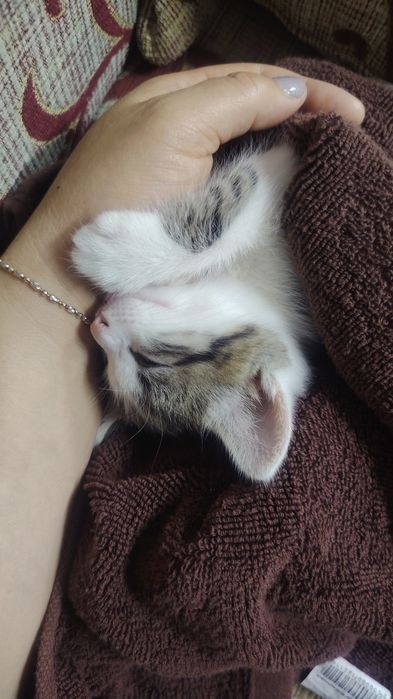 Отдам котят в добрые руки