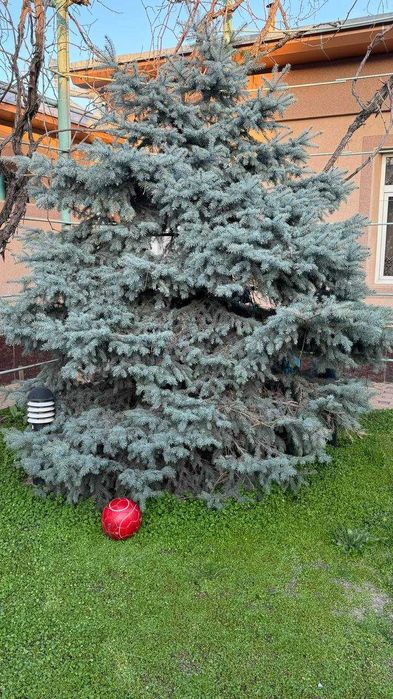 Juda kotta va ko'rkam ko'k archa/ Большая и красивая голубая ель.
