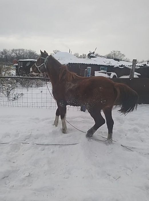 Продам тай привезен с Актобе (Кандыагаш)