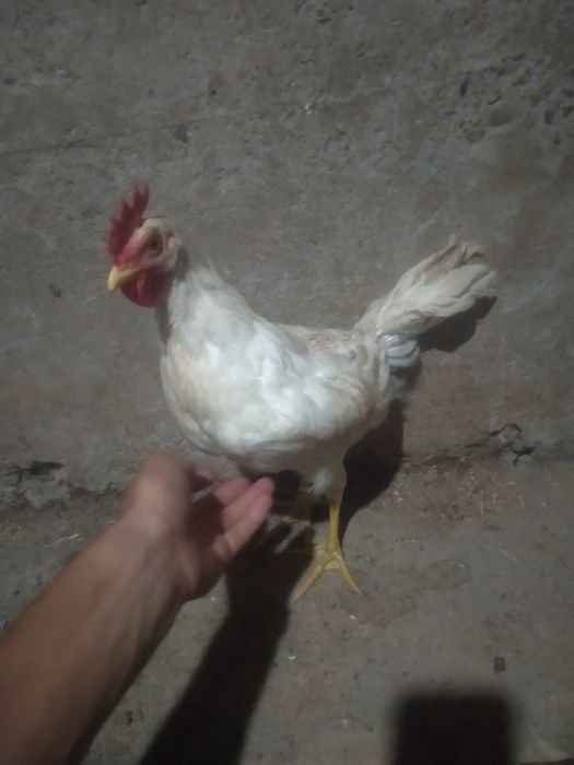 Xoroz tovuqla sotiladi