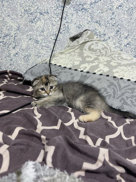 Продам девочку вислоухую