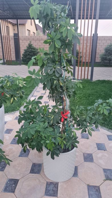 Комнатные цветы