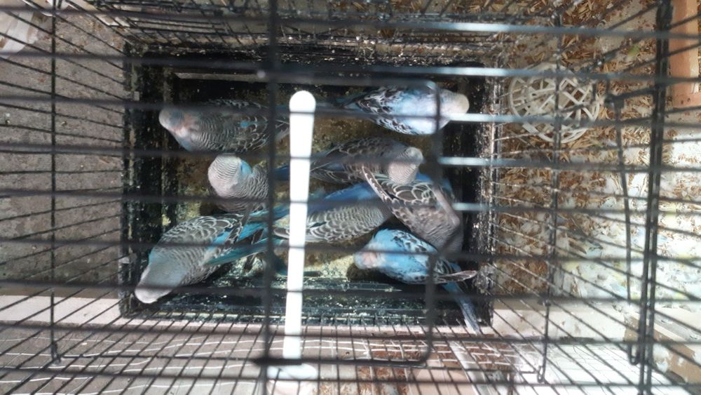 Papugay maladoyla valnisti