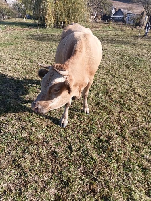 Vanc junică la a doua fătare