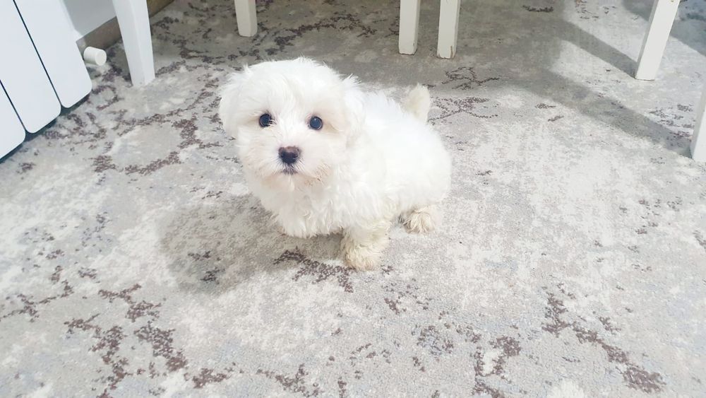 Pui de Bichon Maltez de talie mică