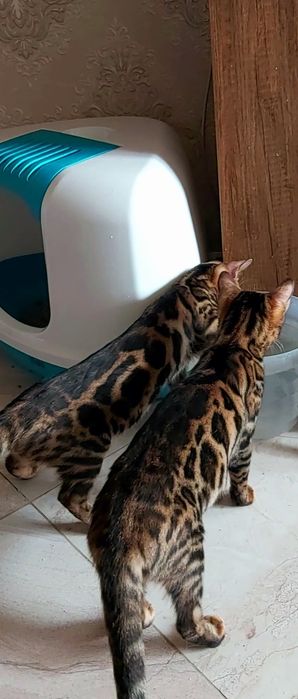 БЕНГАЛЫ..! Домашние мини-леопарды