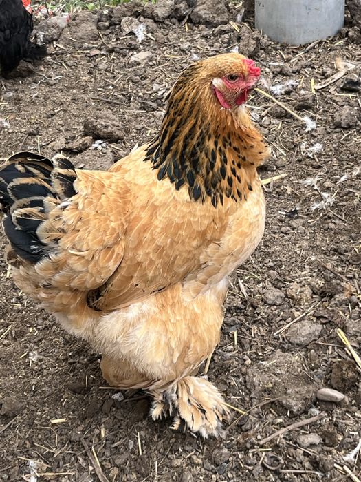 Брама тауықтары