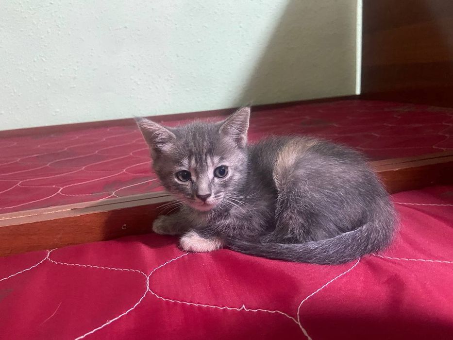 Продам котят пародасня папа бенгал мама скочфоол