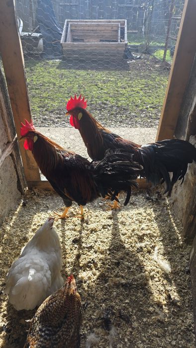 Cocoși si Gaini Italiană Potârnichie tineret