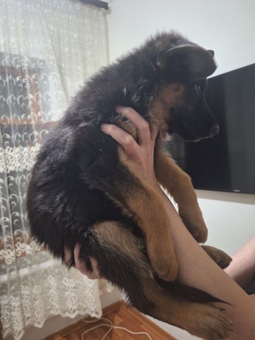 Немецкий щенок мальчик (четрак)