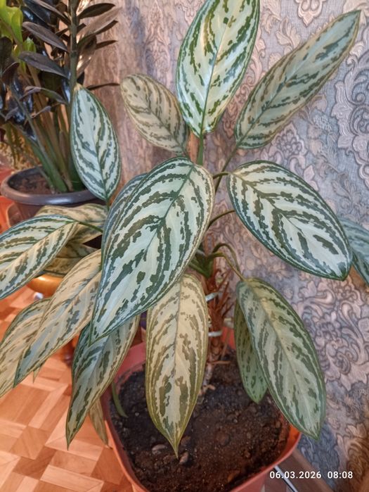 Домашние, большие цветы . В больших горшках с хорошей землей.