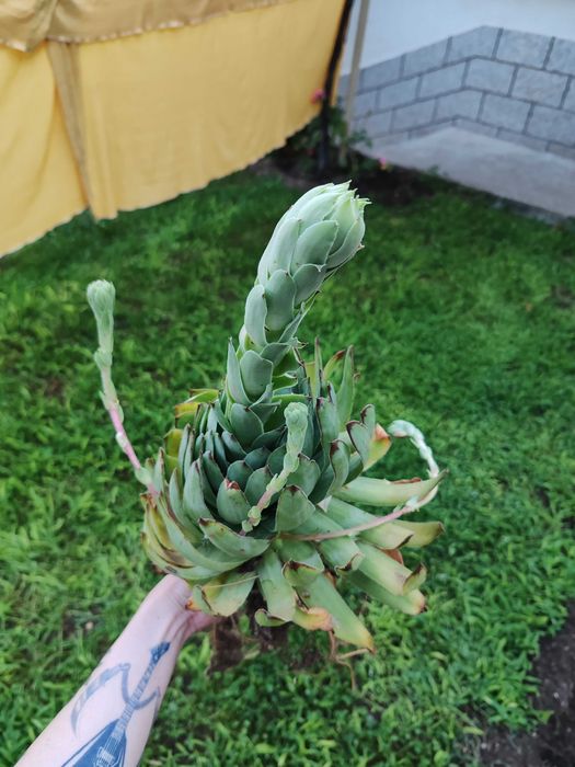 Sempervivum / sемпервивум / алпийска роза / кактус / сукулент
