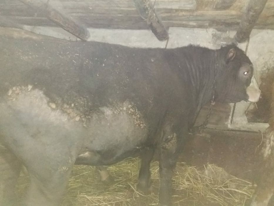 Продам   откорм.