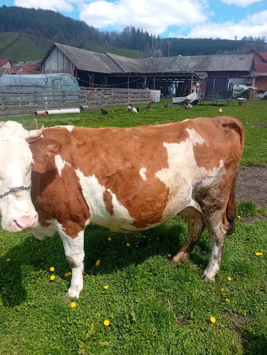 Vind vaca baltata romaneasca gestanta in 8 luni