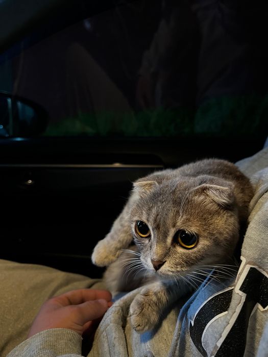 шотландский мысык сатылады