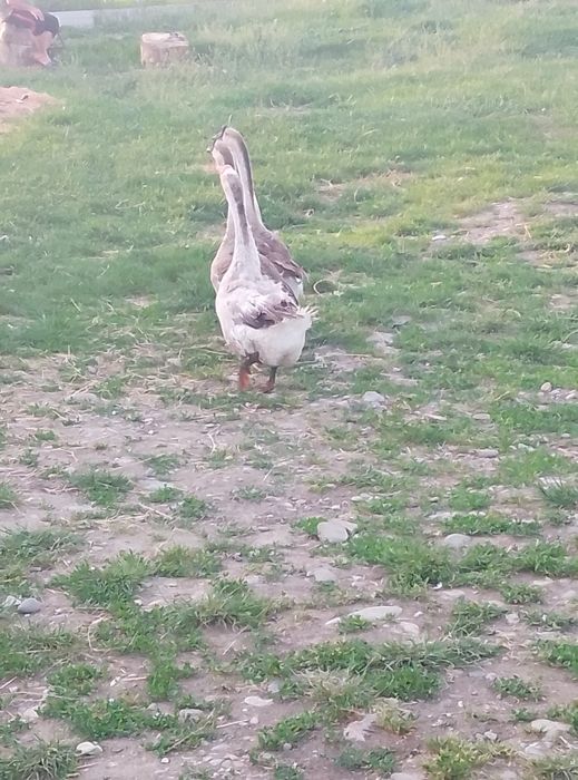 Vând două gâște și un gascan