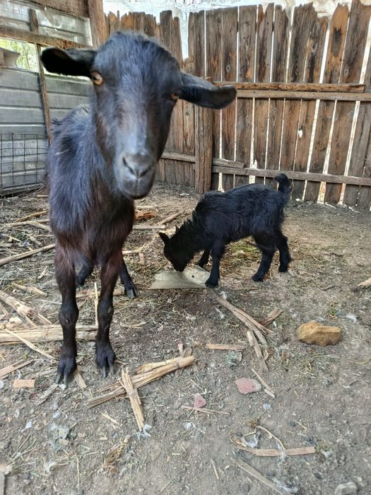 Dau la schimb Capra cu iada