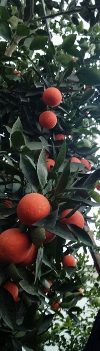 Апельсины, мандарины.