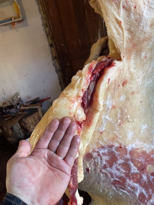 Семіз Байтал сатылады