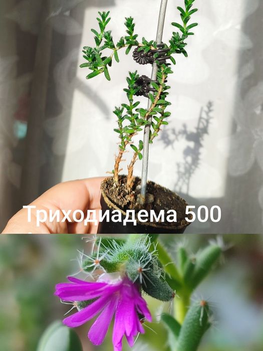 Суккуленты,  разные