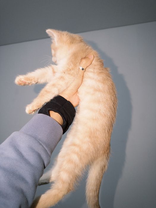 Домашний питомец