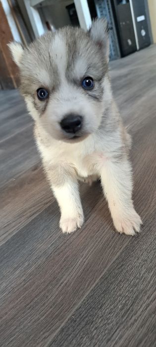 Продам щенков хаски